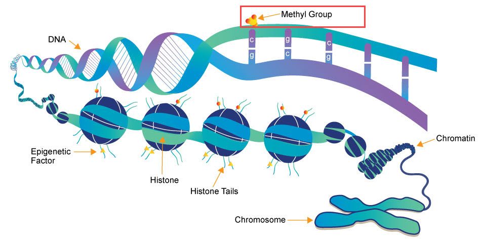 DNA methylation